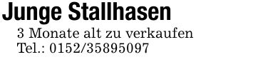 Junge Stallhasen3 Monate alt zu verkaufenTel.: ***