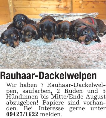 Rauhaar-Dackelwelpen Wir haben 7 Rauhaar-Dackelwelpen, saufarben, 2 Rüden und 5 Hündinnen bis Mitte/Ende August abzugeben! Papiere sind vorhanden. Bei Interesse gerne unter *** melden.