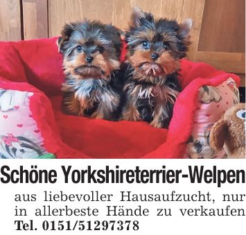 Schöne Yorkshireterrier-Welpen aus liebevoller Hausaufzucht, nur in allerbeste Hände zu verkaufen Tel. ***