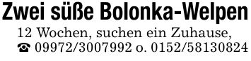 Zwei süße Bolonka-Welpen12 Wochen, suchen ein Zuhause,_ *** o. ***