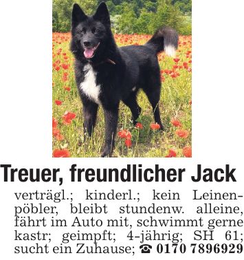 Treuer, freundlicher Jack verträgl.; kinderl.; kein Leinenpöbler, bleibt stundenw. alleine, fährt im Auto mit, schwimmt gerne kastr; geimpft; 4-jährig; SH 61; sucht ein Zuhause; _ ***