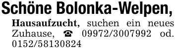 Schöne Bolonka-Welpen,Hausaufzucht, suchen ein neues Zuhause, _ *** od. ***