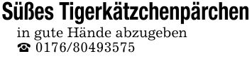 Süßes Tigerkätzchenpärchenin gute Hände abzugeben_ ***