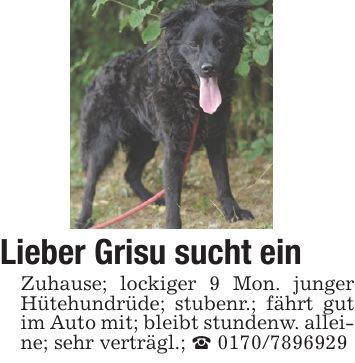 Lieber Grisu sucht einZuhause; lockiger 9 Mon. junger Hütehundrüde; stubenr.; fährt gut im Auto mit; bleibt stundenw. alleine; sehr verträgl.; _ ***