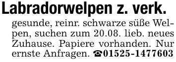 Labradorwelpen z. verk. gesunde, reinr. schwarze süße Welpen, suchen zum 20.08. lieb. neues Zuhause. Papiere vorhanden. Nur ernste Anfragen. _***