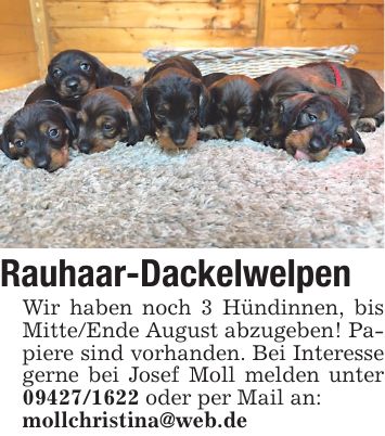 Rauhaar-Dackelwelpen Wir haben noch 3 Hündinnen, bis Mitte/Ende August abzugeben! Papiere sind vorhanden. Bei Interesse gerne bei Josef Moll melden unter *** oder per Mail an: mollchristina@web.de