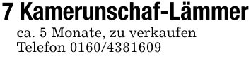 7 Kamerunschaf-Lämmerca. 5 Monate, zu verkaufenTelefon ***