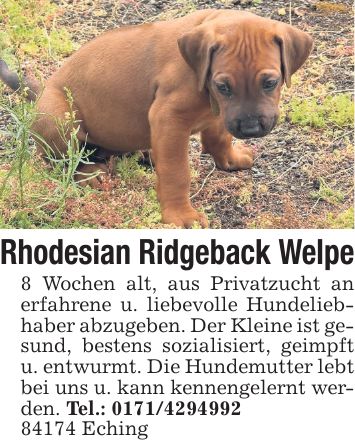 Rhodesian Ridgeback Welpe 8 Wochen alt, aus Privatzucht an erfahrene u. liebevolle Hundeliebhaber abzugeben. Der Kleine ist gesund, bestens sozialisiert, geimpft u. entwurmt. Die Hundemutter lebt bei uns u. kann kennengelernt werden. Tel.: *** Eching