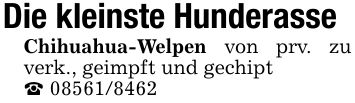 Die kleinste HunderasseChihuahua-Welpen von prv. zu verk., geimpft und gechipt_ ***