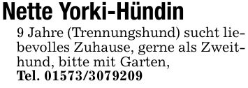 Nette Yorki-Hündin 9 Jahre (Trennungshund) sucht liebevolles Zuhause, gerne als Zweithund, bitte mit Garten, Tel. ***