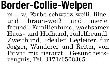 Border-Collie-Welpenm + w, Farbe schwarz-weiß, lilac- und braun-weiß und merle, freundl. Familienhund, wachsamer Haus- und Hofhund, rudelfreundl. Zweithund, idealer Begleiter für Jogger, Wanderer und Reiter, von Privat mit tierärztl. Gesundheitszeugnis, Tel. ***