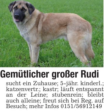 Gemütlicher großer Rudi sucht ein Zuhause; 5-jähr. kinderl.; katzenvertr.; kastr; läuft entspannt an der Leine; stubenrein; bleibt auch alleine; freut sich bei Reg. auf Besuch; mehr Infos ***