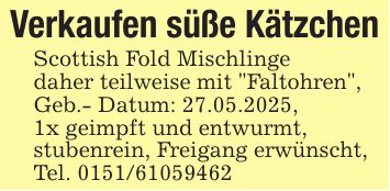 Verkaufen süße KätzchenScottish Fold Mischlingedaher teilweise mit 