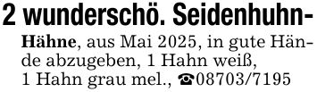 2 wunderschö. Seidenhuhn-Hähne, aus Mai 2025, in gute Hände abzugeben, 1 Hahn weiß,1 Hahn grau mel., _***