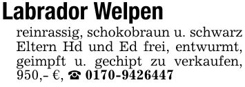 Labrador Welpenreinrassig, schokobraun u. schwarz Eltern Hd und Ed frei, entwurmt, geimpft u. gechipt zu verkaufen, 950,- €, _ ***