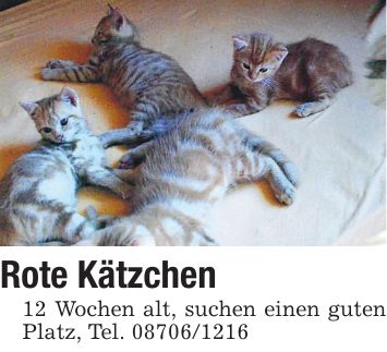 Rote Kätzchen 12 Wochen alt, suchen einen guten Platz, Tel. ***