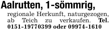 Aalrutten, 1-sömmrig, regionale Herkunft, naturgezogen, ab Teich zu verkaufen. Tel. *** oder ***