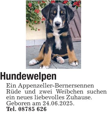 Hundewelpen Ein Appenzeller-Bernersennen Rüde und zwei Weibchen suchen ein neues liebevolles Zuhause. Geboren am 24.06.2025. Tel. ***