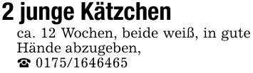 2 junge Kätzchenca. 12 Wochen, beide weiß, in gute Hände abzugeben,_ ***