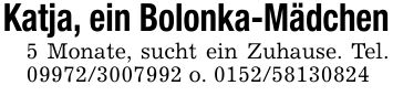 Katja, ein Bolonka-Mädchen5 Monate, sucht ein Zuhause. Tel. *** o. ***