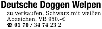 Deutsche Doggen Welpenzu verkaufen, Schwarz mit weißen Abzeichen, VB 950.-€_ ***