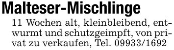 Malteser-Mischlinge11 Wochen alt, kleinbleibend, entwurmt und schutzgeimpft, von privat zu verkaufen, Tel. ***