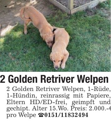 2 Golden Retriver Welpen2 Golden Retriver Welpen, 1-Rüde, 1-Hündin, reinrassig mit Papiere, Eltern HD/ED-frei, geimpft und gechipt. Alter 15.Wo. Preis: 2.000.-€ pro Welpe _***