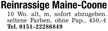 Reinrassige Maine-Coone10 Wo. alt, m, sofort abzugeben. seltene Farben, ohne Pap., 450,-€ Tel. ***