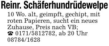 Reinr. Schäferhundrüdewelpe10 Wo. alt, geimpft, gechipt, mit roten Papieren, sucht ein neuesZuhause, Preis nach VB;_ ***, ab 20 Uhr ***