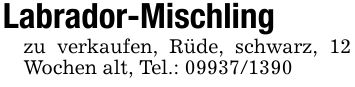 Labrador-Mischling zu verkaufen, Rüde, schwarz, 12 Wochen alt, Tel.: ***