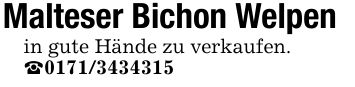 Malteser Bichon Welpenin gute Hände zu verkaufen._***