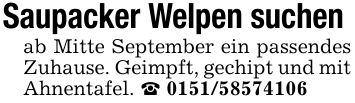 Saupacker Welpen suchen ab Mitte September ein passendes Zuhause. Geimpft, gechipt und mit Ahnentafel. _ ***