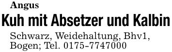 AngusKuh mit Absetzer und KalbinSchwarz, Weidehaltung, Bhv1,Bogen; Tel. ***
