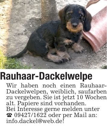 Rauhaar-Dackelwelpe Wir haben noch einen Rauhaar- Dackelwelpen, weiblich, saufarben zu vergeben. Sie ist jetzt 10 Wochen alt. Papiere sind vorhanden.Bei Interesse gerne melden unter_ *** oder per Mail an:info.dackel@web.de!