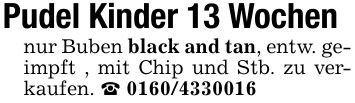 Pudel Kinder 13 Wochen nur Buben black and tan, entw. geimpft , mit Chip und Stb. zu verkaufen. _ ***
