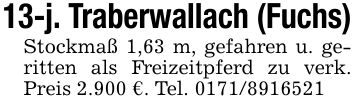 13-j. Traberwallach (Fuchs)Stockmaß 1,63 m, gefahren u. geritten als Freizeitpferd zu verk. Preis 2.900 €. Tel. ***