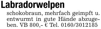 Labradorwelpenschokobraun, mehrfach geimpft u. entwurmt in gute Hände abzugeben. VB 800,- € Tel. ***