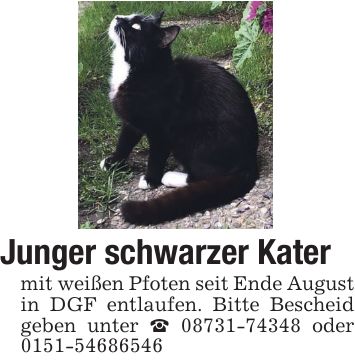 Junger schwarzer Kater mit weißen Pfoten seit Ende August in DGF entlaufen. Bitte Bescheid geben unter _ *** oder ***