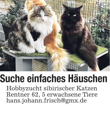 Suche einfaches Häuschen Hobbyzucht sibirischer Katzen Rentner 62, 5 erwachsene Tiere hans.johann.frisch@gmx.de