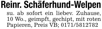Reinr. Schäferhund-Welpensu. ab sofort ein liebev. Zuhause, 10 Wo., geimpft, gechipt, mit roten Papieren, Preis VB; ***