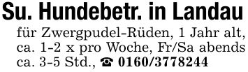 Su. Hundebetr. in Landaufür Zwergpudel-Rüden, 1 Jahr alt, ca. 1-2 x pro Woche, Fr/Sa abends ca. 3-5 Std., _ ***