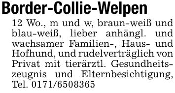 Border-Collie-Welpen12 Wo., m und w, braun-weiß und blau-weiß, lieber anhängl. und wachsamer Familien-, Haus- und Hofhund, und rudelverträglich von Privat mit tierärztl. Gesundheitszeugnis und Elternbesichtigung, Tel. ***