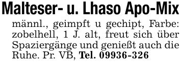 Malteser- u. Lhaso Apo-Mixmännl., geimpft u gechipt, Farbe: zobelhell, 1 J. alt, freut sich über Spaziergänge und genießt auch die Ruhe. Pr. VB, Tel. ***