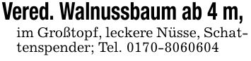 Vered. Walnussbaum ab 4 m, im Großtopf, leckere Nüsse, Schattenspender; Tel. ***