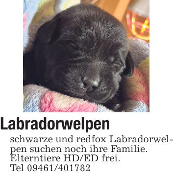 Labradorwelpen schwarze und redfox Labradorwelpen suchen noch ihre Familie. Elterntiere HD/ED frei. Tel ***