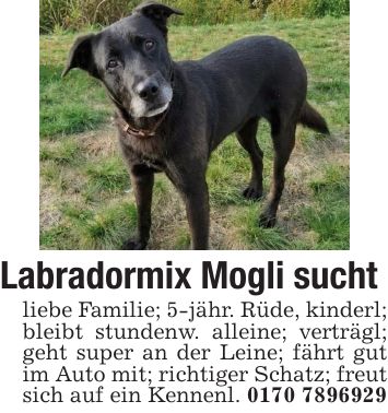 Labradormix Mogli sucht liebe Familie; 5-jähr. Rüde, kinderl; bleibt stundenw. alleine; verträgl; geht super an der Leine; fährt gut im Auto mit; richtiger Schatz; freut sich auf ein Kennenl. ***