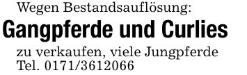 Wegen Bestandsauflösung:Gangpferde und Curlieszu verkaufen, viele JungpferdeTel. ***