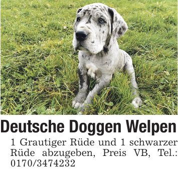 Deutsche Doggen Welpen 1 Grautiger Rüde und 1 schwarzer Rüde abzugeben, Preis VB, Tel.: ***
