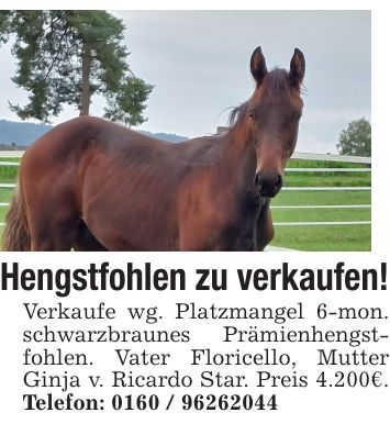 Hengstfohlen zu verkaufen!Verkaufe wg. Platzmangel 6-mon. schwarzbraunes Prämienhengstfohlen. Vater Floricello, Mutter Ginja v. Ricardo Star. Preis 4.200€. Telefon: ***