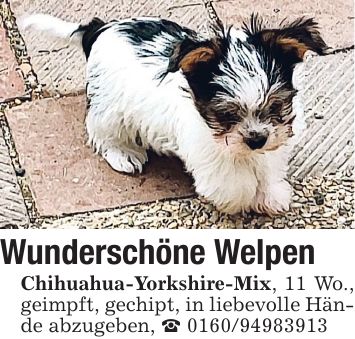 Wunderschöne Welpen Chihuahua-Yorkshire-Mix, 11 Wo., geimpft, gechipt, in liebevolle Hände abzugeben, _ ***